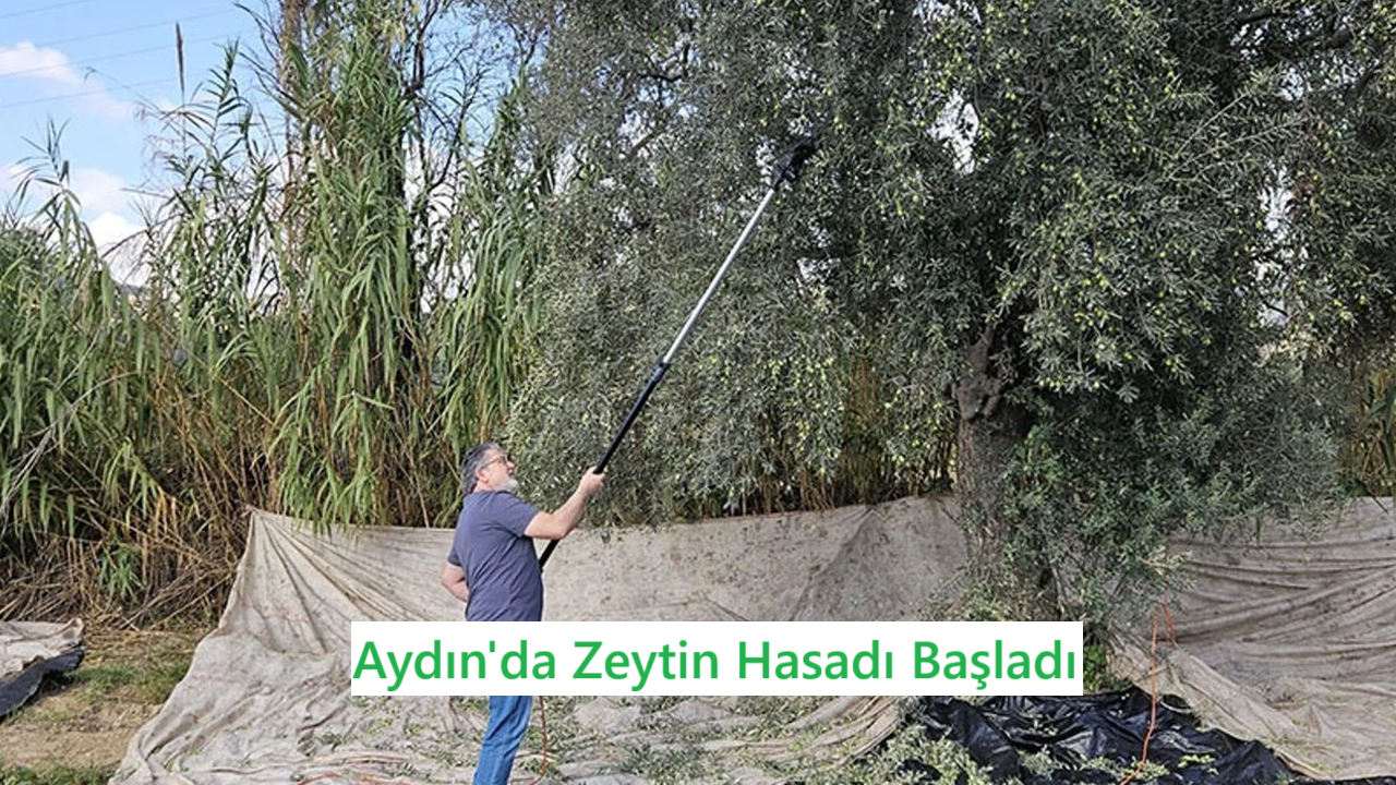 Aydın’da Zeytin Hasadı Başladı : Rekolte 1 Milyon 750 Bin Ton