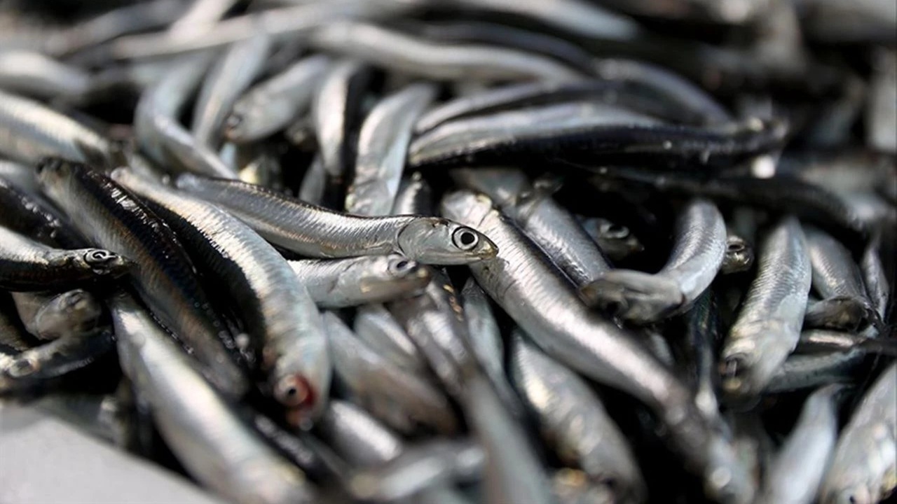 Karadeniz’de Hamsi Bolluğu: Balıkçılar Umutlu